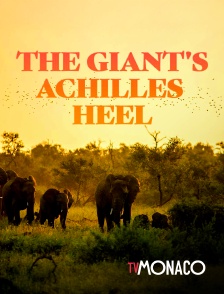 TV Monaco - The Giant's Achilles Heel en replay