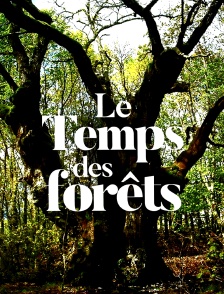 Le temps des forêts