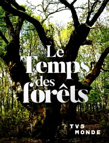 TV5MONDE - Le temps des forêts
