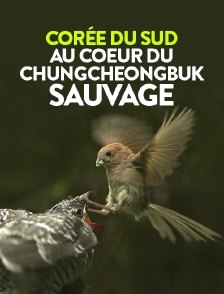 Corée du Sud, au coeur du Chungcheongbuk sauvage
