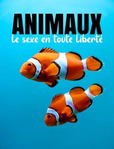 Animaux : le sexe en toute liberté