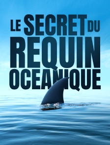 Le secret du requin océanique