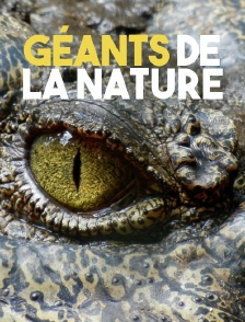 Géants de la nature
