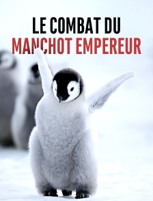 Le combat du manchot empereur