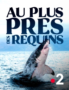 France 2 - Au plus près des requins