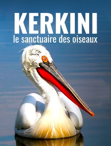 Kerkini, le sanctuaire des oiseaux