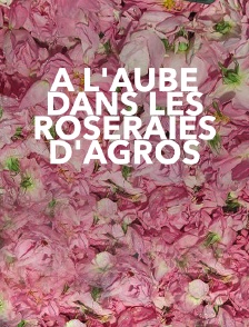 A l'aube dans les roseraies d'Agros