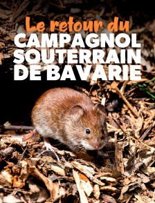 Le retour du campagnol souterrain de Bavarie