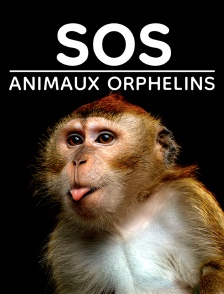 SOS animaux orphelins