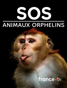 france.tv - SOS animaux orphelins