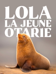 Lola, la jeune otarie