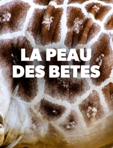 La peau des bêtes