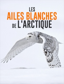 Les ailes blanches de l'Arctique