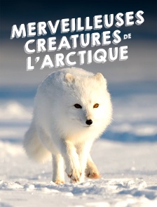 Merveilleuses créatures de l'Arctique