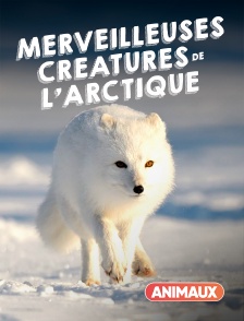 Merveilleuses créatures de l'Arctique