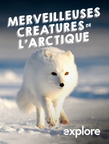 EXPLORE - Merveilleuses créatures de l'Arctique