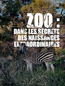 Zoo : dans les secrets des naissances extraordinaires