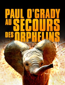 Paul O'Grady, au secours des orphelins