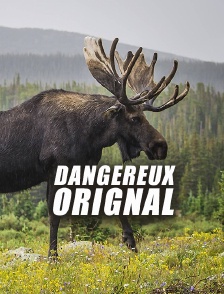Dangereux orignal
