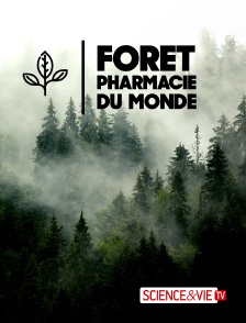Forêt, pharmacie du monde