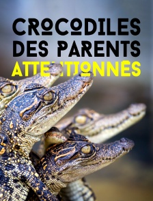 Crocodiles, des parents attentionnés