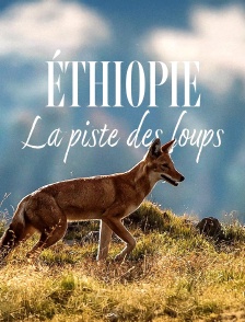 Ethiopie, la piste des loups