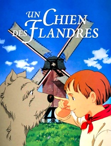Un chien des Flandres
