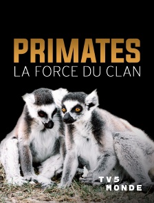 TV5MONDE - Primates
