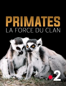 France 2 - Primates