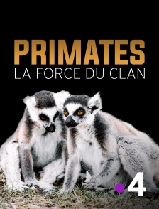 Primates