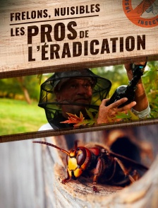 Frelons, nuisibles : les pros de l'éradication