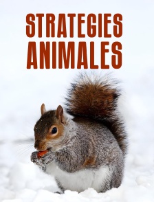 Stratégies animales
