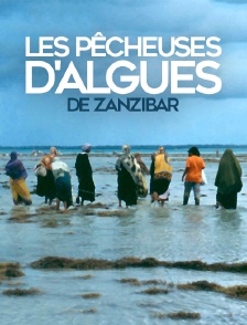 Les pêcheuses d'algues de Zanzibar