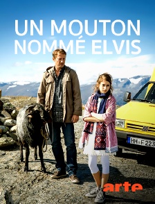Arte - Un mouton nommé Elvis