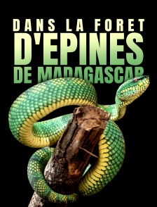 Dans la foret d'épines de Madagascar