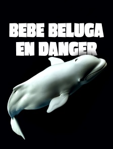 Bébé beluga en danger