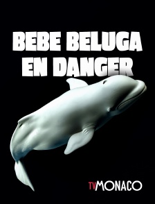 TV Monaco - Bébé beluga en danger