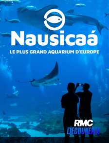 RMC Découverte - Nausicaa, le plus grand aquarium d'Europe