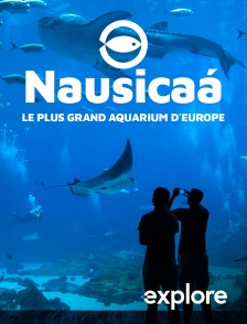 EXPLORE - Nausicaa, le plus grand aquarium d'Europe