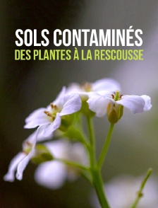 Sols contaminés : des plantes à la rescousse