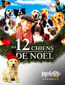 Molotov channels - 12 chiens pour Noël