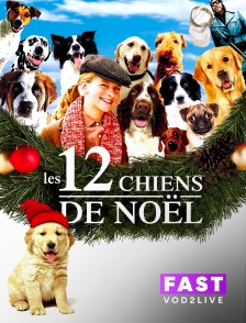 Molotov Channels TEST FAST - 12 chiens pour Noël