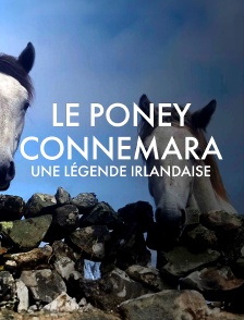 Le poney Connemara, une légende irlandaise