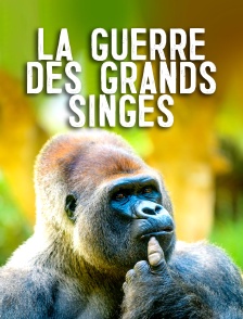 La guerre des grands singes