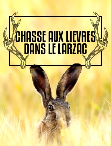 Chasse aux lièvres dans le Larzac