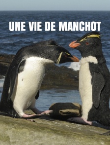 Une vie de manchot