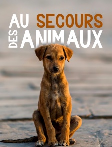 Au secours des animaux