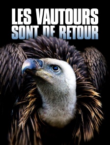 Les vautours sont de retour