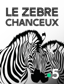 Le zèbre chanceux