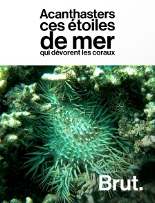 Brut - Acanthasters : ces étoiles de mer qui dévorent les coraux